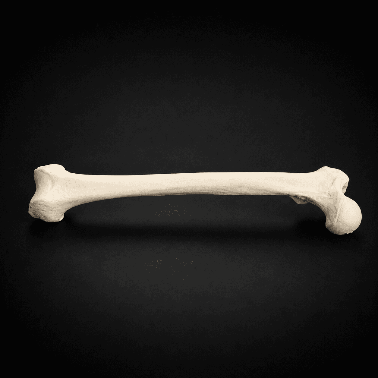 Femur