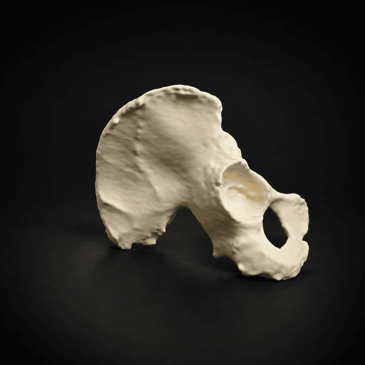 Hip Bone (Female)