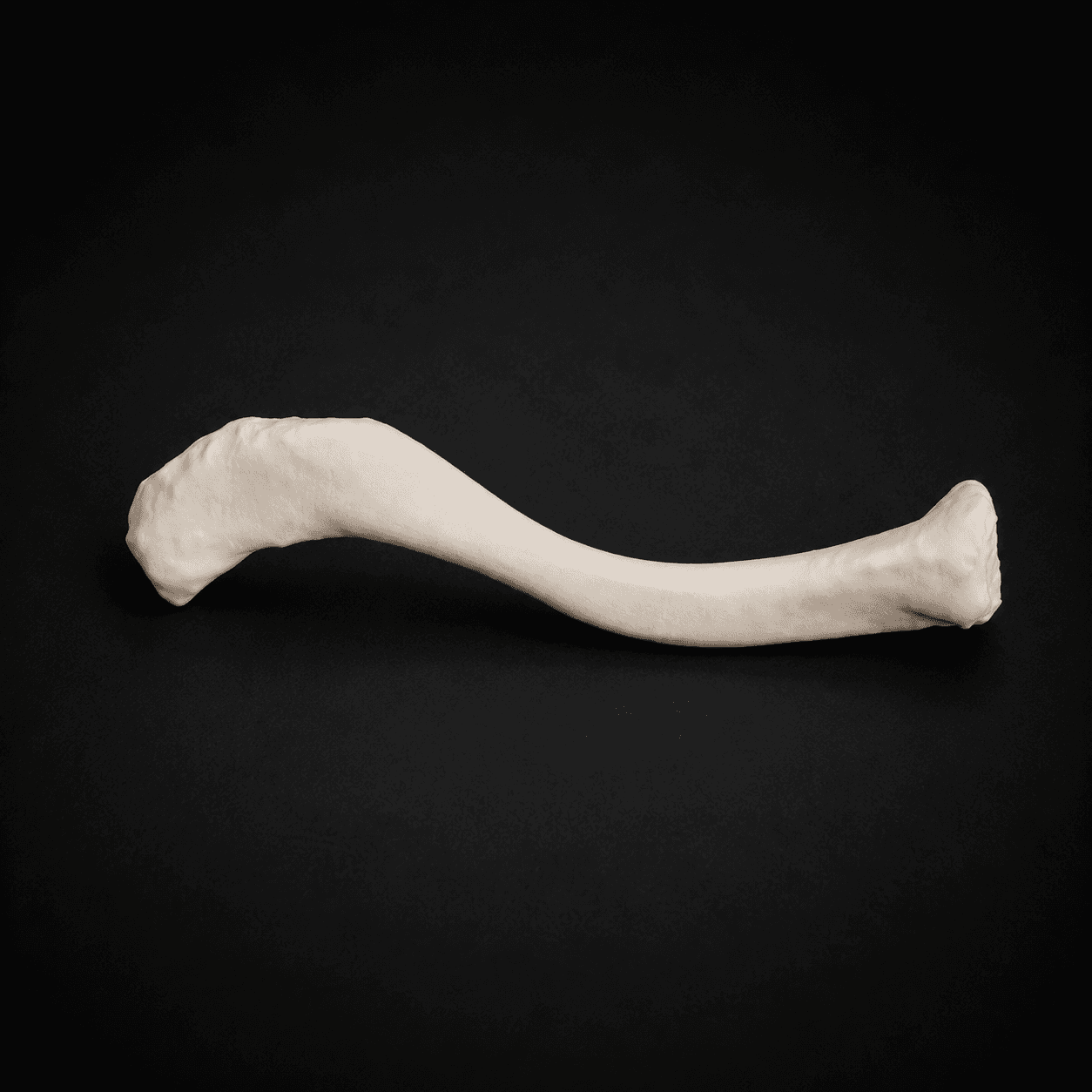 Clavicle Bone (Left/Right)