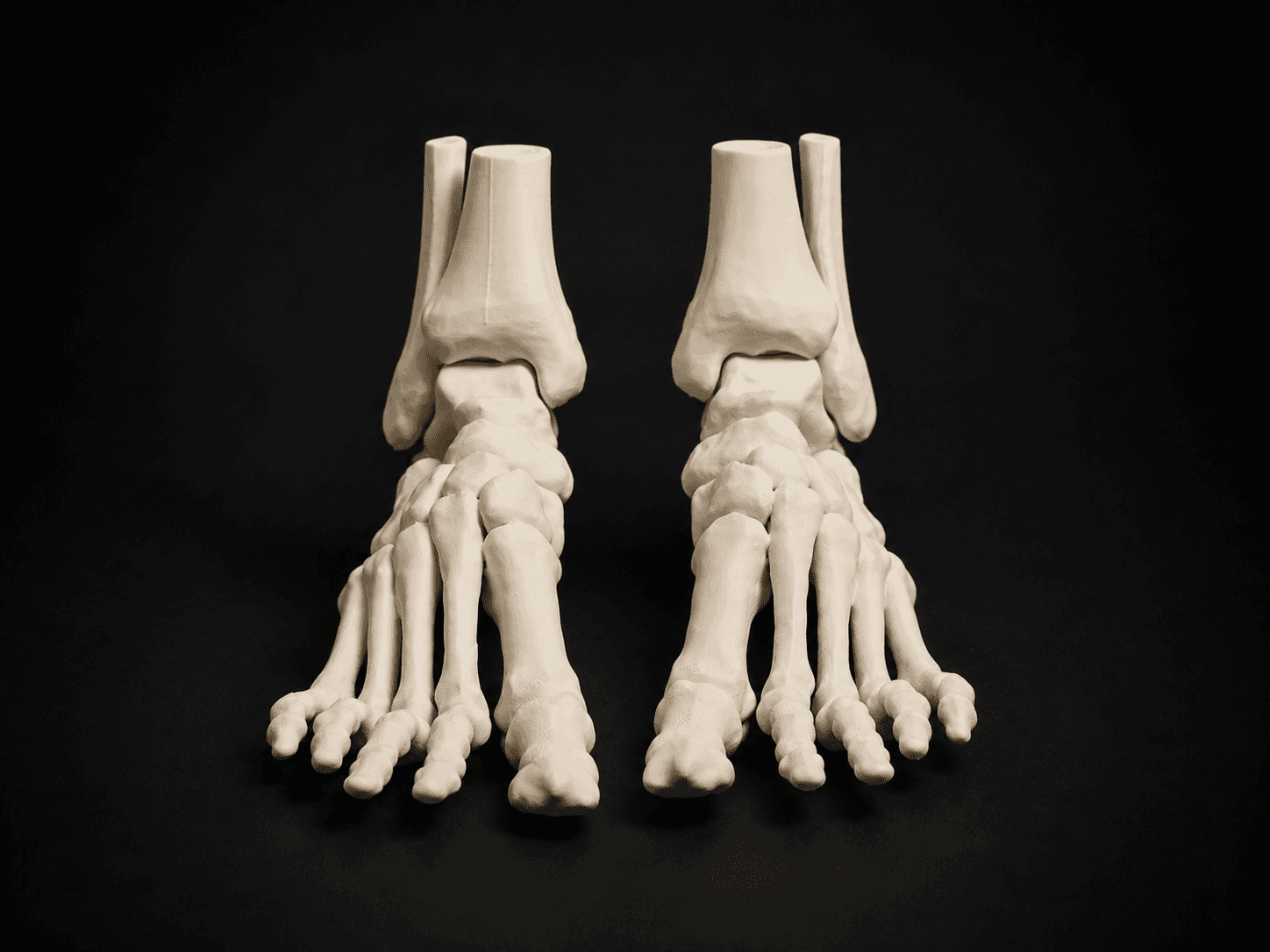 Foot Bones