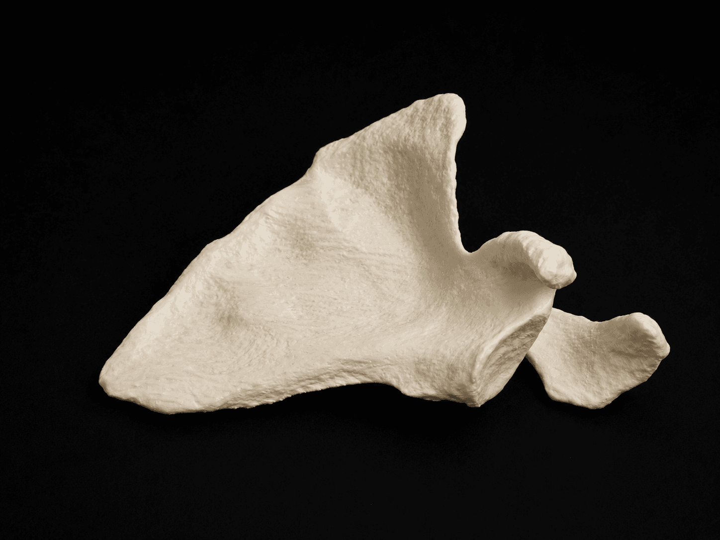 Scapula (Left/Right)