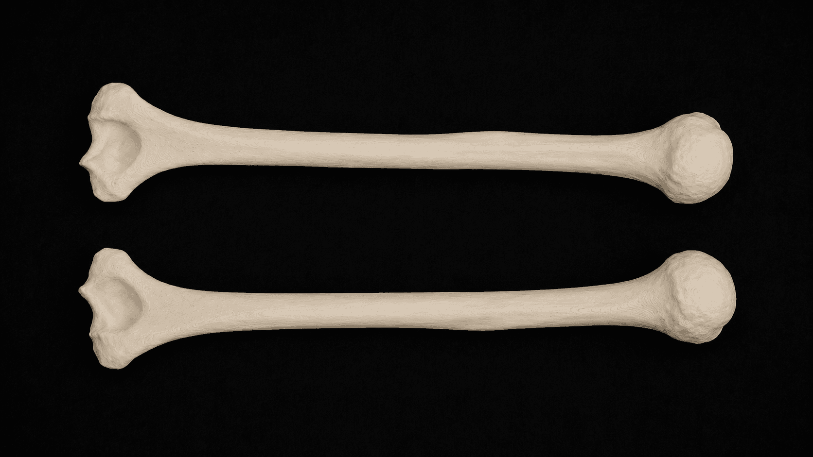 Humerus