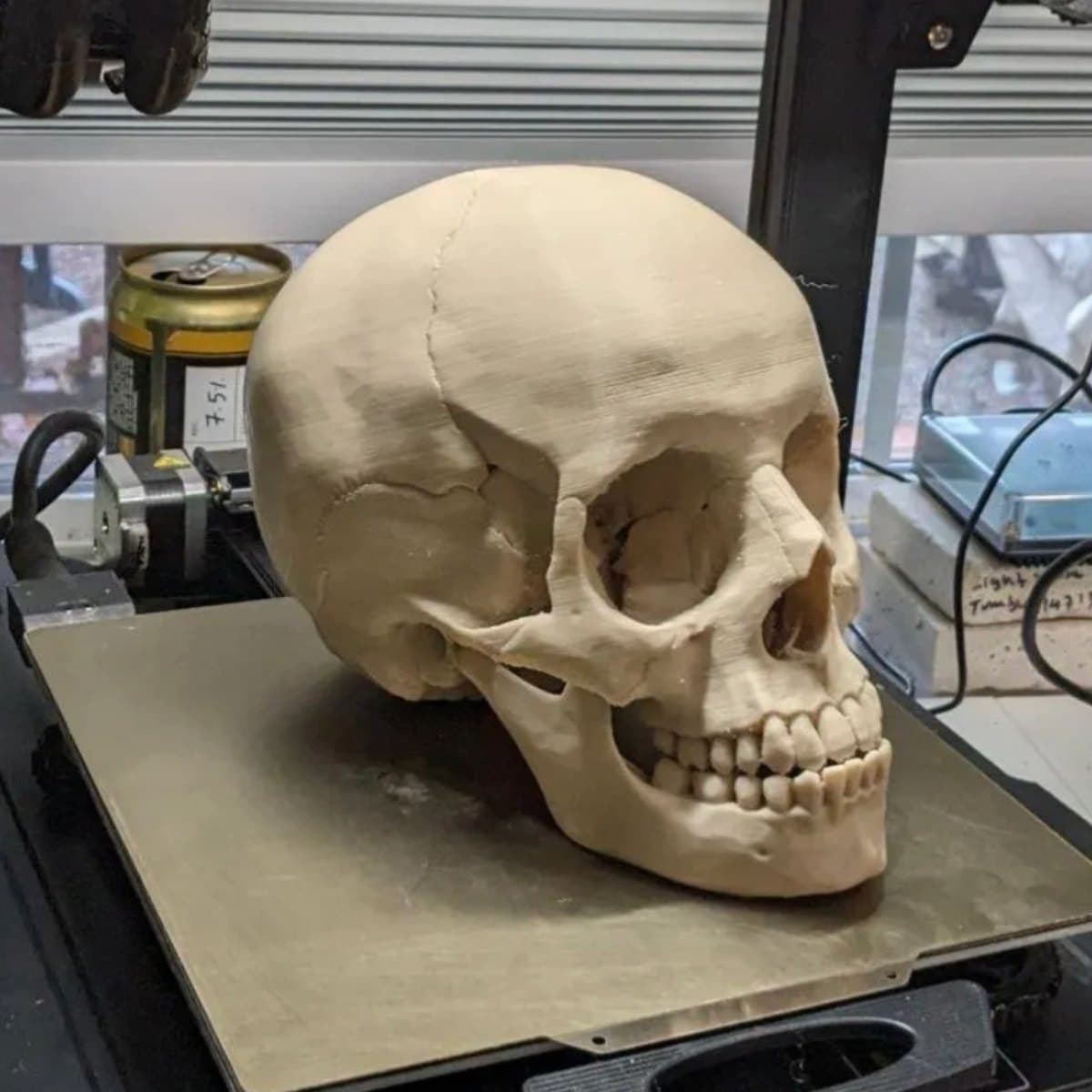 Human Skull (Full)