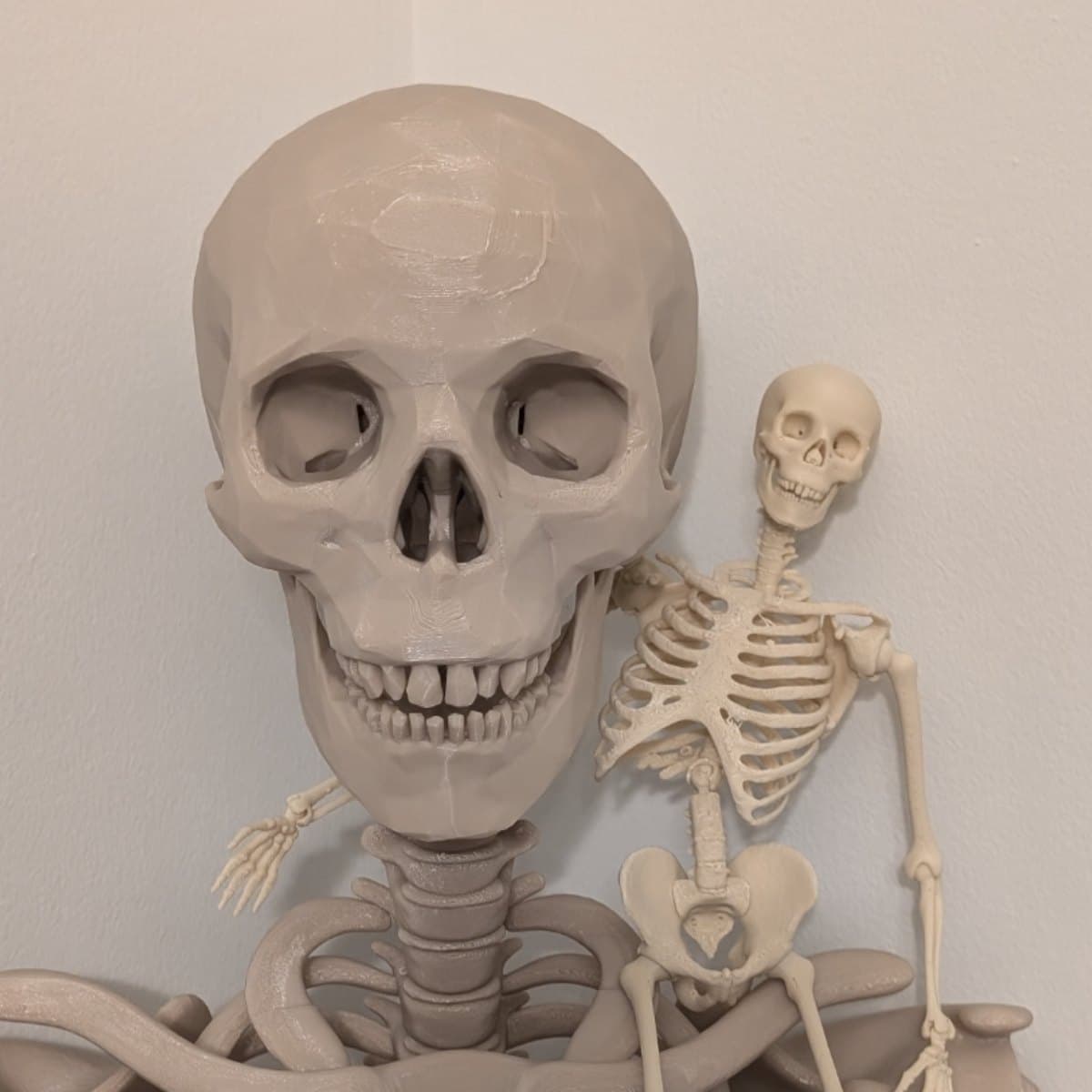 Articulated Skeleton (Full Body) real Size