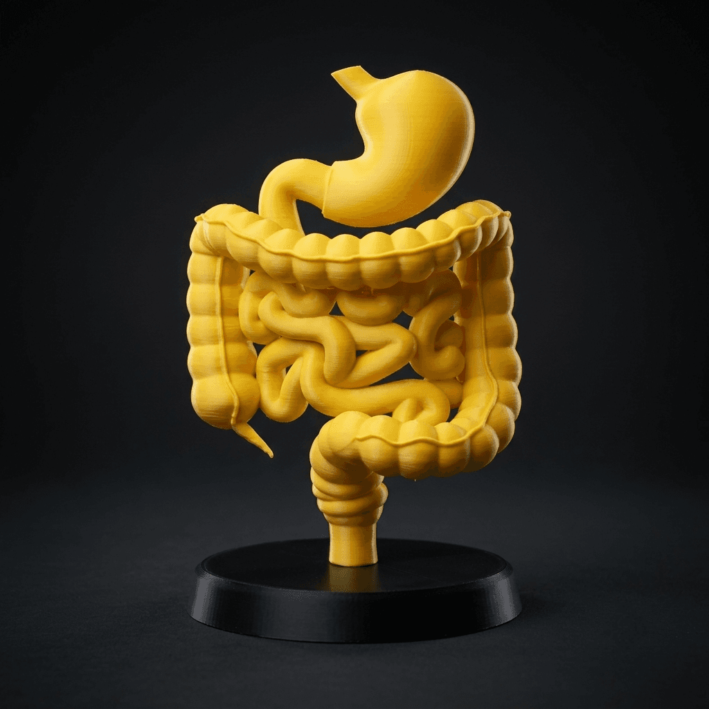 Digestive System Model